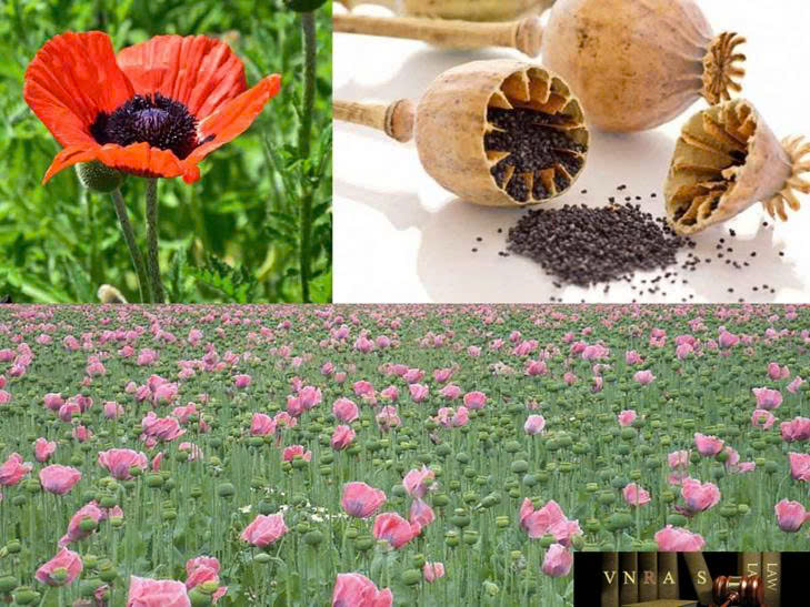 Bài tuyên truyền về phòng chống ma túy
